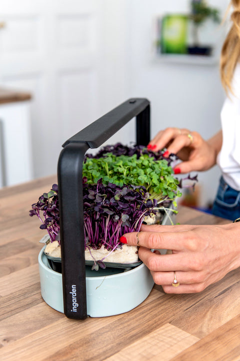 Microgreens