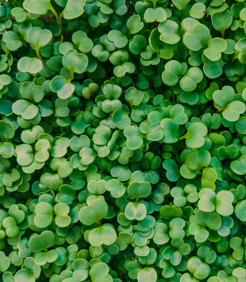 Kale - Red Russian (Microgreens)