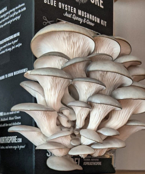 Blue Oyster Mushroom Growing Kit