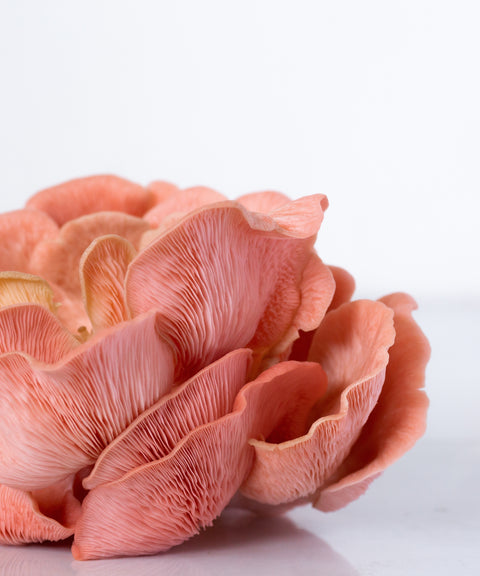 Pink Oyster Mushroom Growing Kit