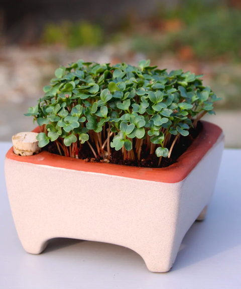 Ceramic Zero-Waste Microgreens Kit (Small)