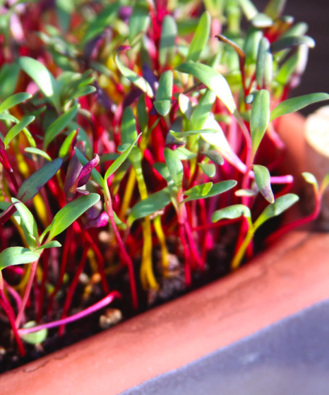 Ceramic Zero-Waste Microgreens Kit (Small)