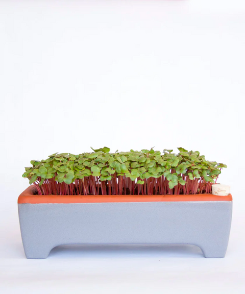 Large Self Watering Microgreens Kit & 1 Year Refills Bundle