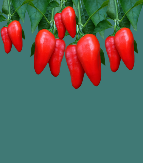 3 Pack of Vegetable Seeds