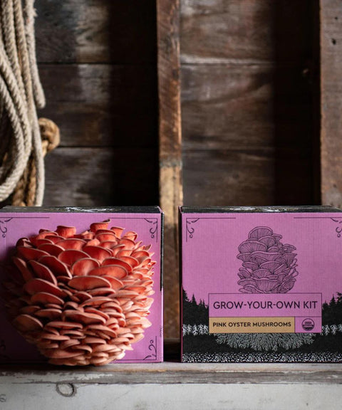 Organic Pink Oyster Mushroom Grow Kit