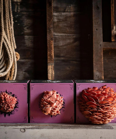 Organic Pink Oyster Mushroom Grow Kit