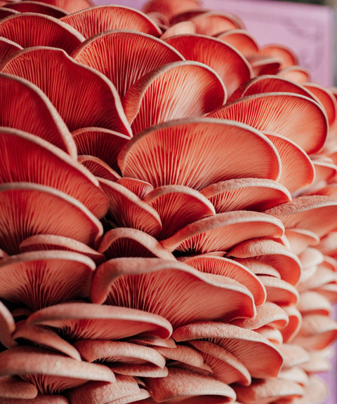 Organic Pink Oyster Mushroom Grow Kit