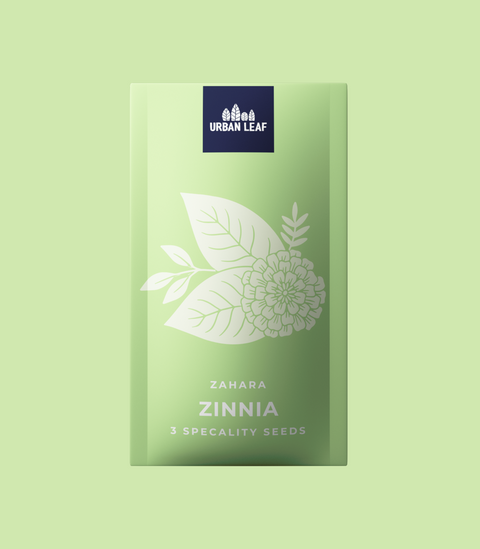Zinnia - Zahara