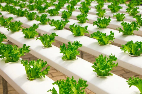 Hydroponics for Beginners