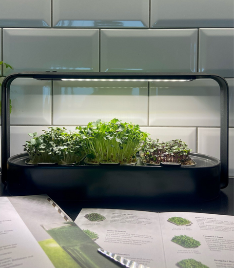 Modern Microgreens Kit with Grow Light