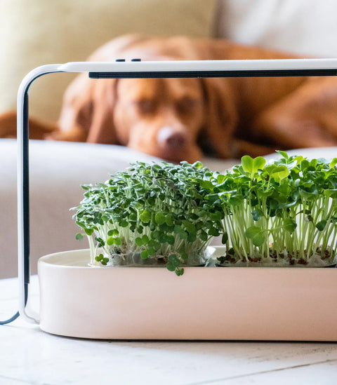 Modern Microgreens Kit with Grow Light
