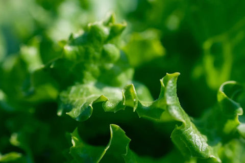 Indoor Light for Lettuce & Leafy Greens