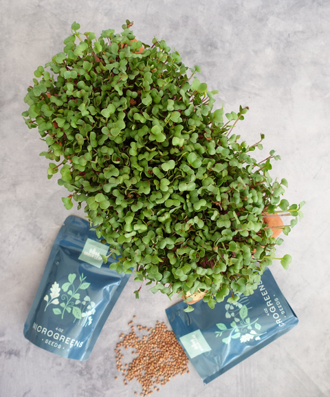 Large Self Watering Microgreens Kit & 1 Year Refills Bundle
