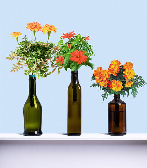 Bottle Garden Kit