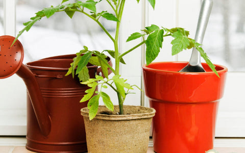 Growing Vegetables in Containers