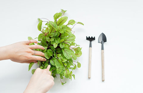 How and When to Fertilize Your Indoor Herbs, Veggies, and Houseplants