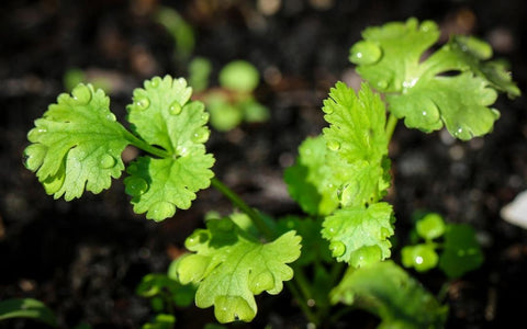 How to Grow Cilantro Outdoors