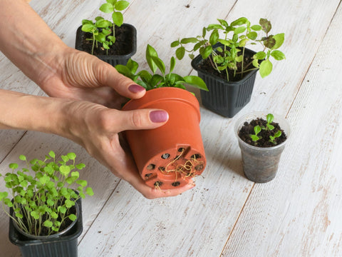 Selecting the Right Size Pot or Container for Your Plant