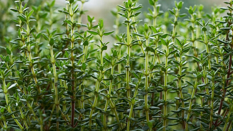 How to Grow Thyme Outdoors