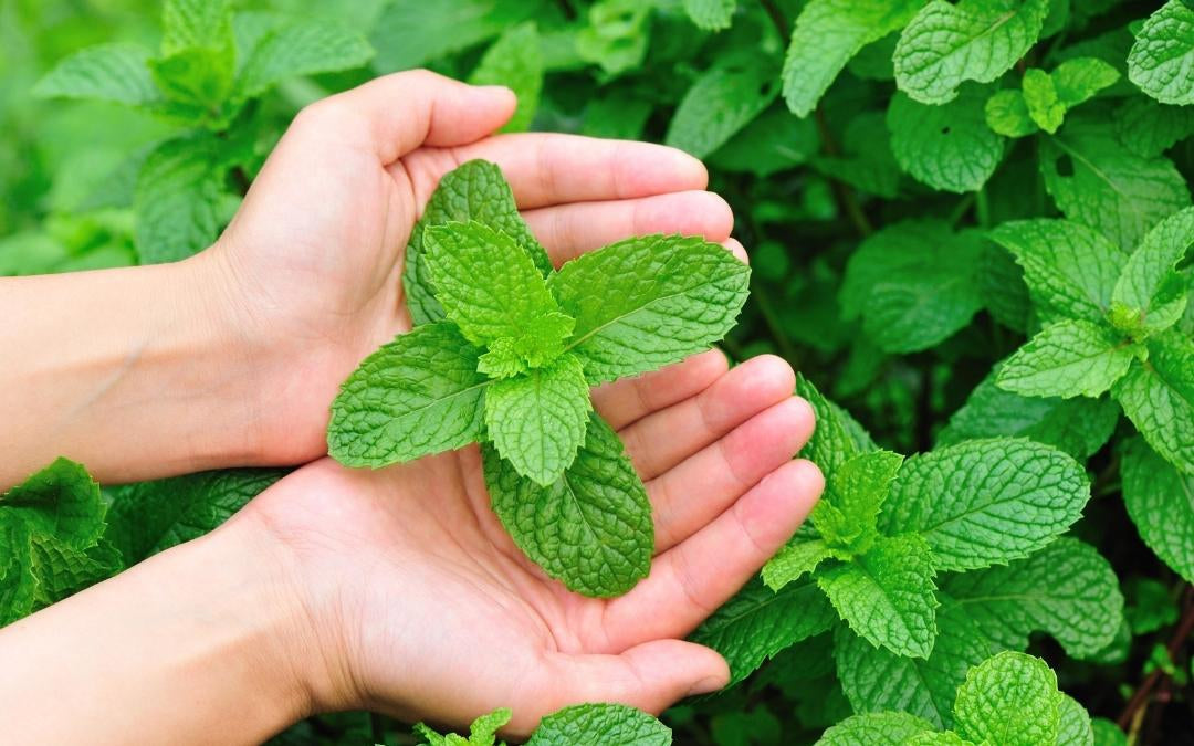 Grow mint leaves