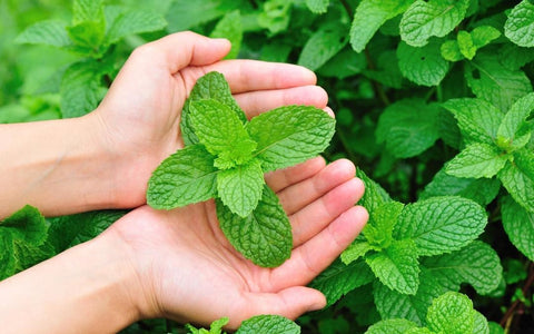 How to Grow Mint Outdoors