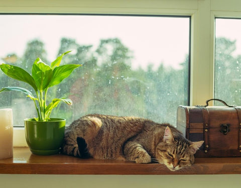 Making the Best Use of Your Windowsill Space