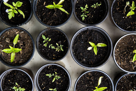 Potting Mix for Herbs and Vegetables