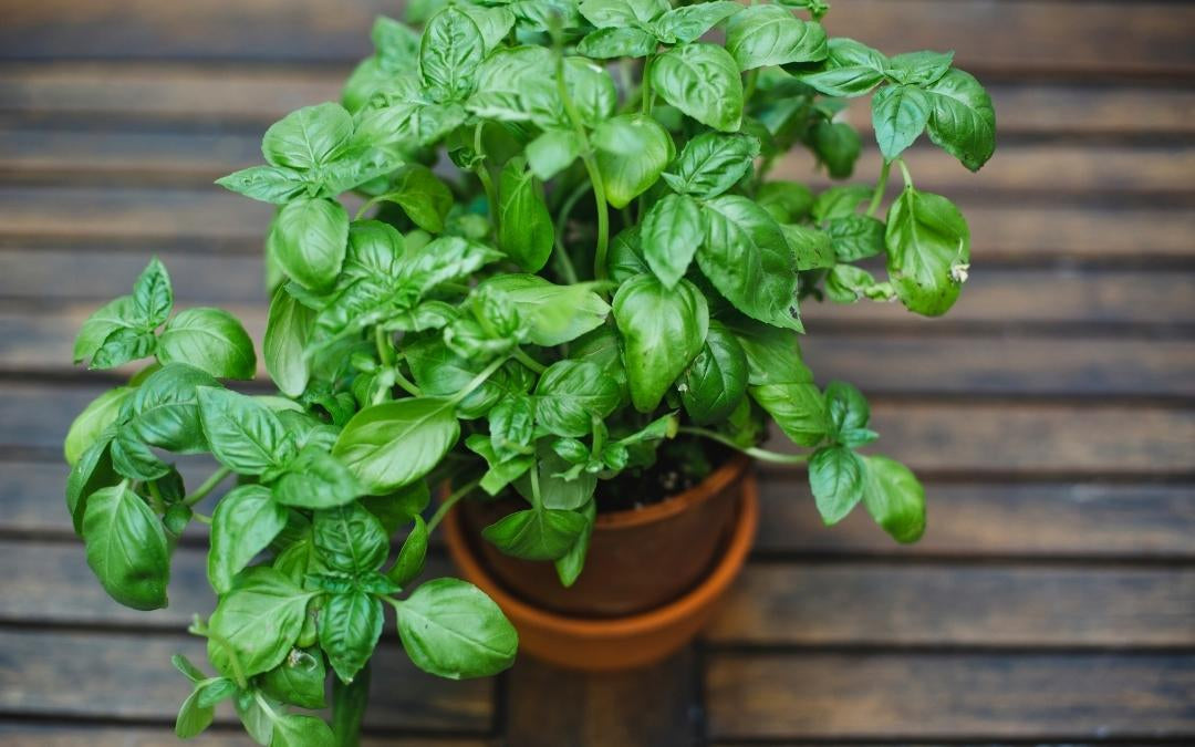 Growing basil outside in a pot