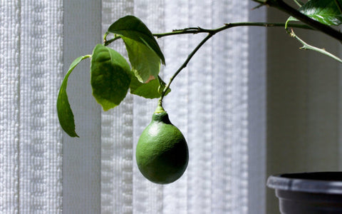 How to Grow Fruit Indoors
