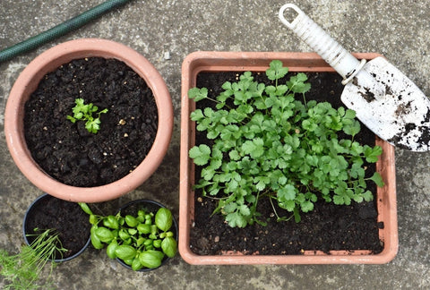 When & How to Transplant the 7 Most Popular Spring Plants & Herbs