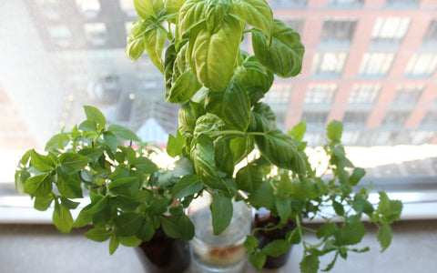You Eat Food, Plants Eat Light: The Importance Of Window Orientation To Your Indoor Garden