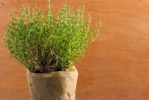 How to Grow Thyme Indoors