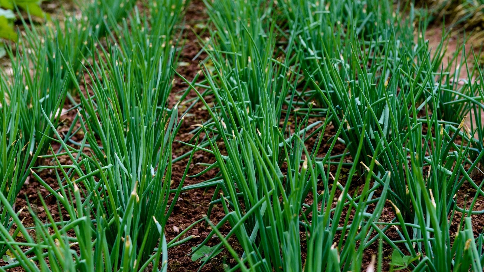 Chives in ground