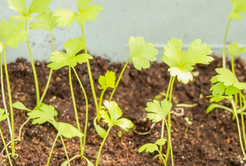 How to Grow Celery Indoors