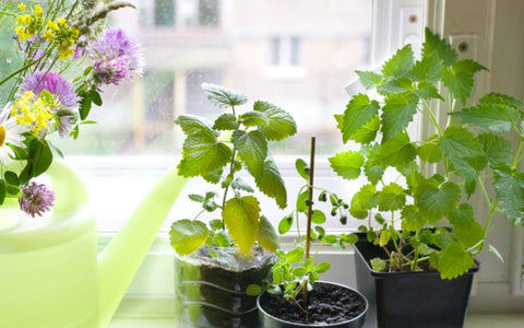 In or Out? 5 questions that will determine the best location for growing your own food