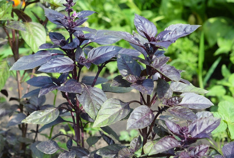 Where to Buy a Purple Basil Plant