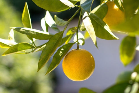 How to Grow Lemon Indoors