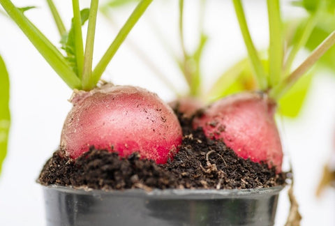 Can Radishes Grow Indoors?  
