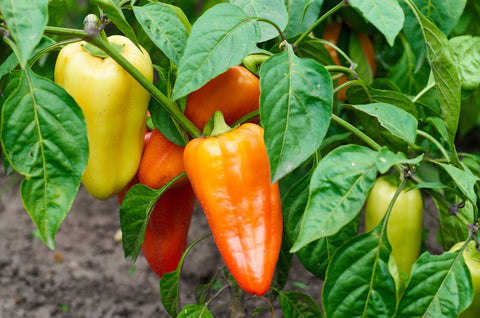 How to Grow Peppers Indoors