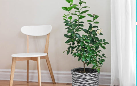 Indoor Planters for Fruit Trees