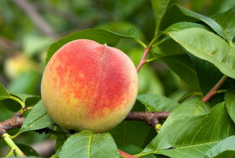 How to Grow Peach Indoors