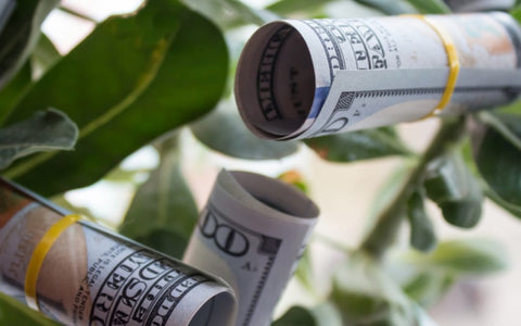 How to grow money on trees… Or basil plants at least?