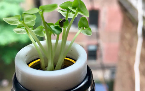 Crowd Control For Plants