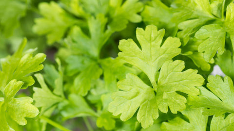 How to Grow Parsley Outdoors
