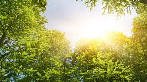 Do You Have Enough Natural Light For Plants Urban Leaf