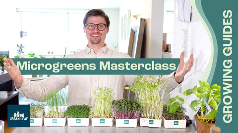 Growing Microgreens at Home - How Anyone Can Be Successful