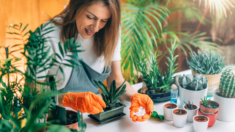 5 Tips for Indoor Gardening in Small Spaces