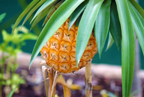 How to Grow Pineapple Indoors