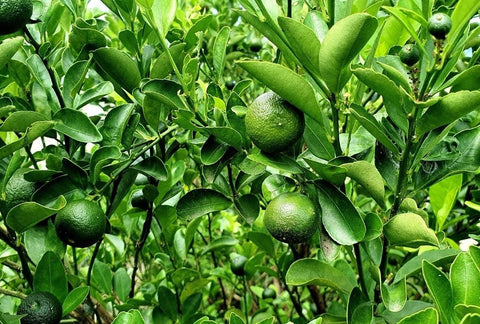 How to Grow Lime Indoors