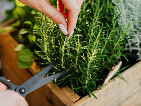How to Prune Herbs for Continual Harvests
